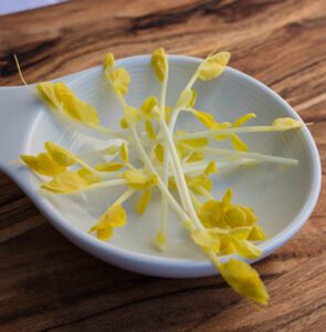 Golden Peas Microgreen Magic