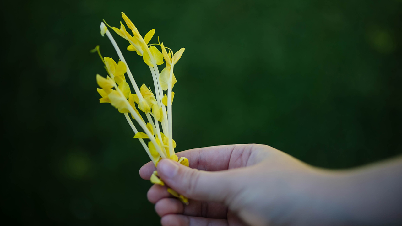 Microgreen Magic - Golden Peas