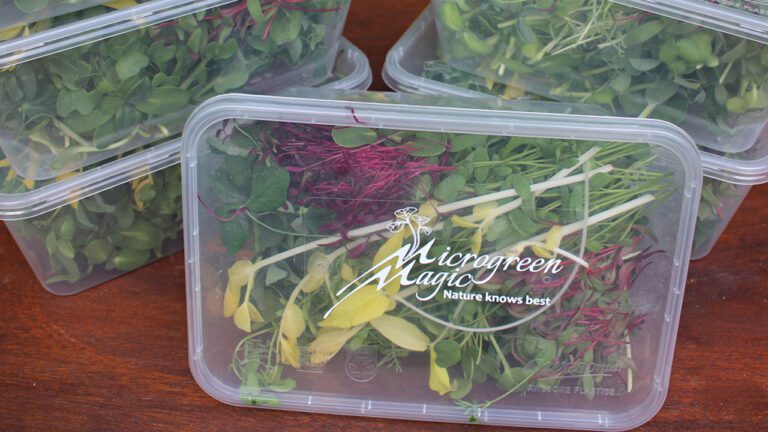 Microgreen Magic Mixed Box