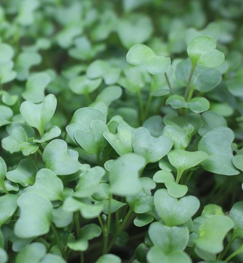 Microgreen Magic - Broccoli Closeup