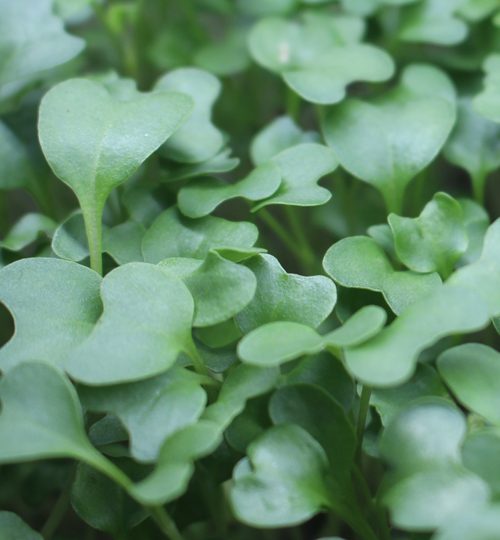 Microgreen Magic - Broccoli Closeup