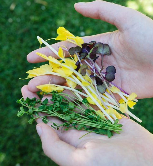 Microgreen Magic Hand-full of goodness
