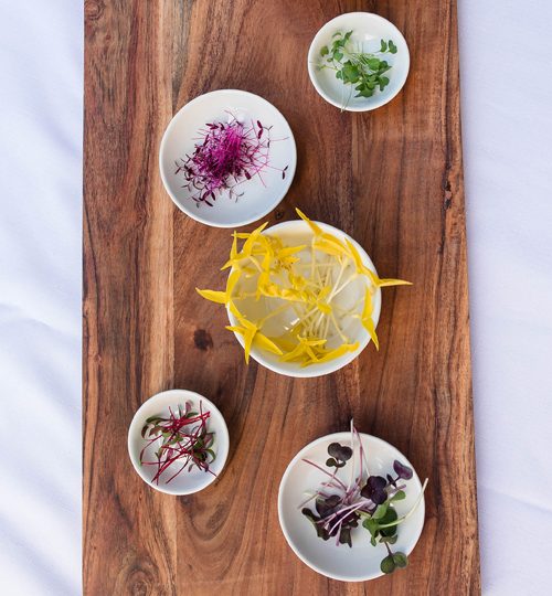 Microgreen Magic Varieties