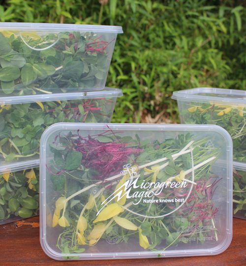 Microgreen Magic Mixed Tubs 1L
