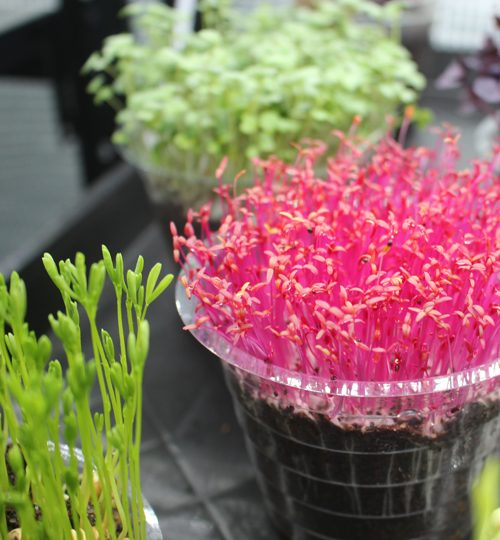 Microgreen Magic - Neon Nutrition