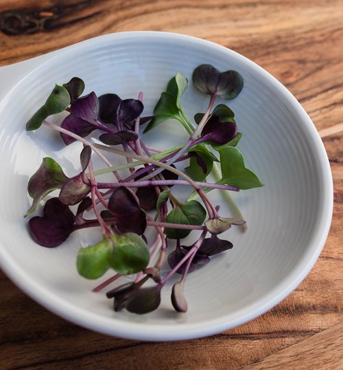 Microgreen Magic - Red Radish
