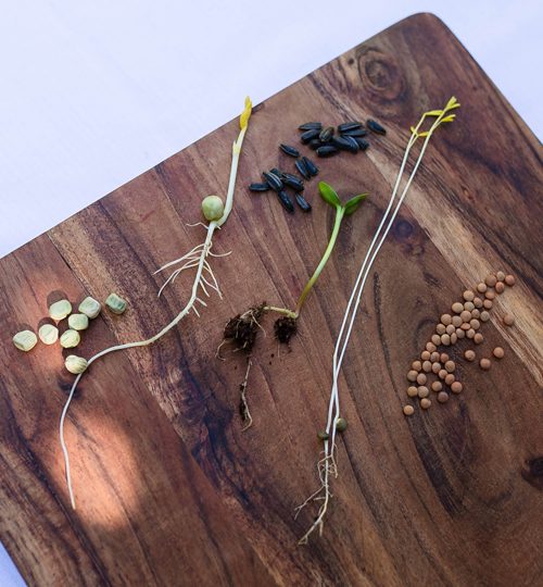 Microgreen Magic - Before and After