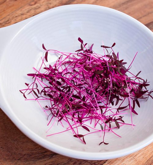 Microgreen Magic - Amaranth