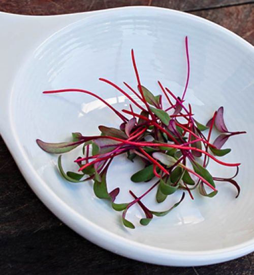 Microgreen Magic Beetroot
