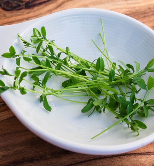 Microgreen Magic Lentil
