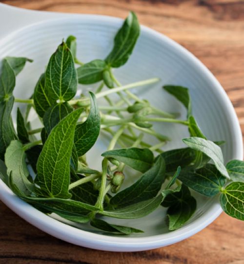 Microgreen Magic Mung Bean