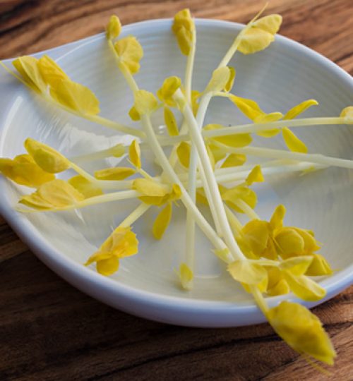 Microgreen Magic Golden Pea Tendrils